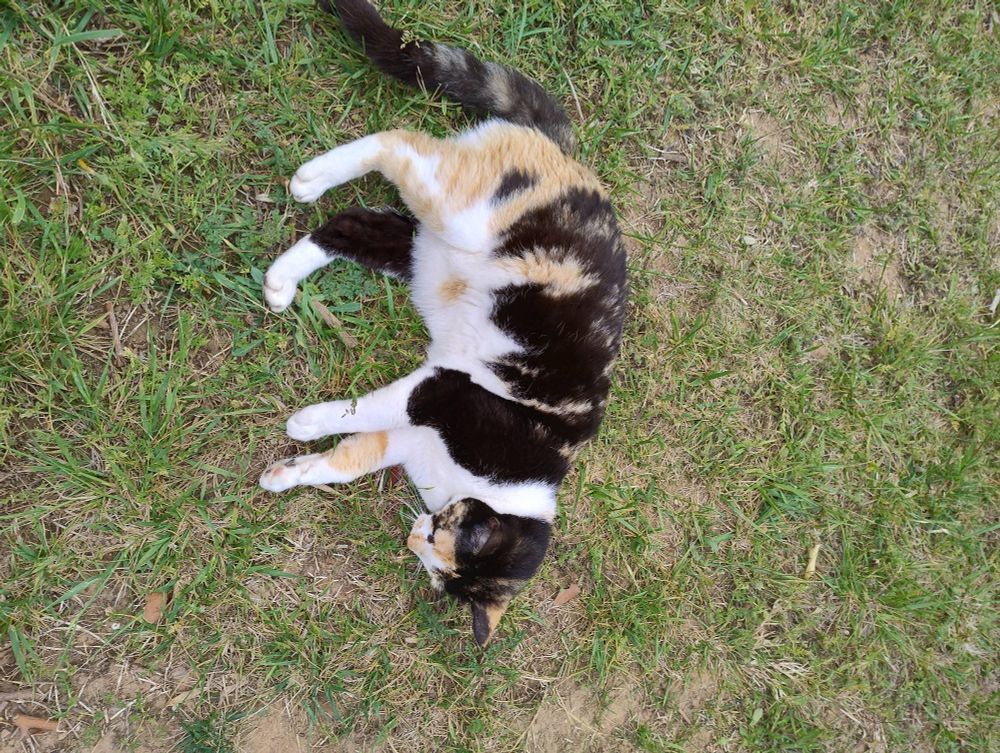 Moixa calico estirada enterra des jardí