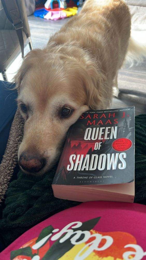Golden retriever resting his head on a blanketed leg. Next to queen of shadows book by Sarah Maas