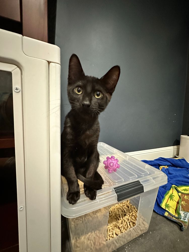 Black oriental shorthair mix kitten peeks out inquisitively from his perch on top of the litter box, his long slender paw almost reaching out in anticipation.