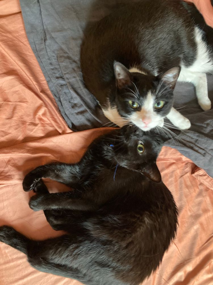 Black cat and tuxedo cat laying on a bed with peach and gray bedspreads. The tuxedo is resting his head on the void’s head, and they are both looking at the camera. 