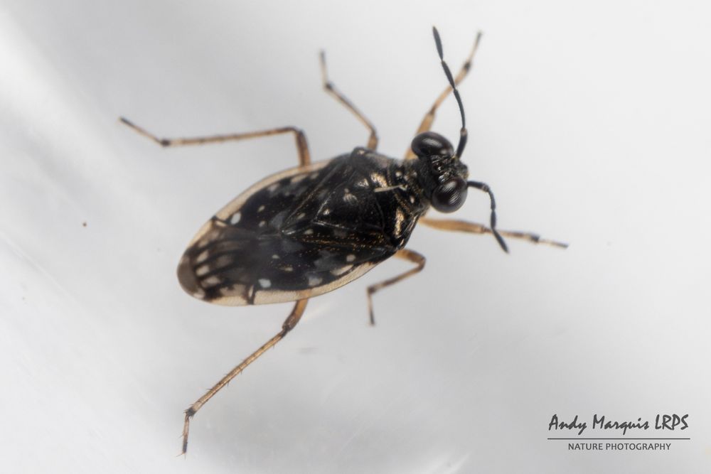 Chartoscirta cincta