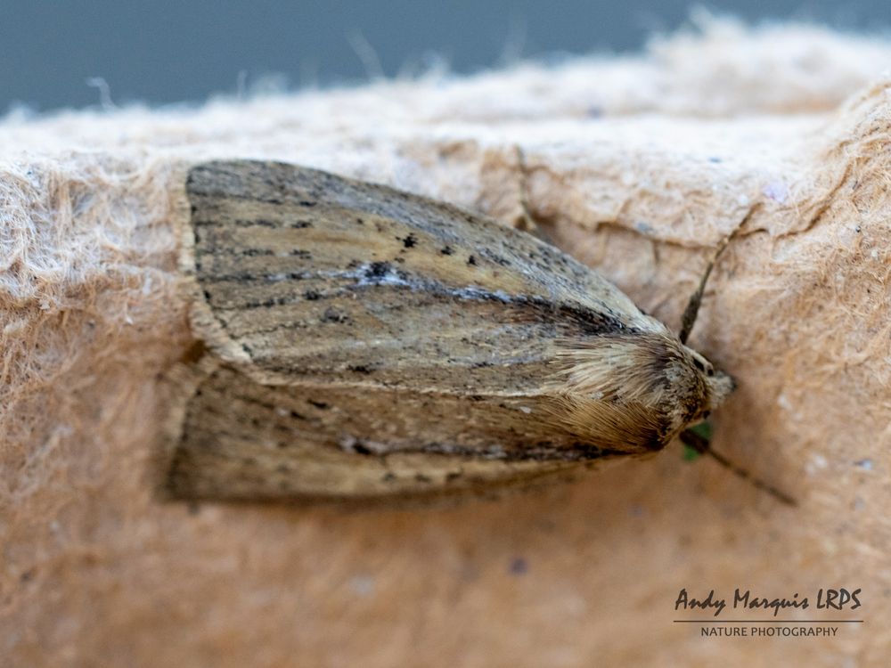 Brown-veined Wainscot