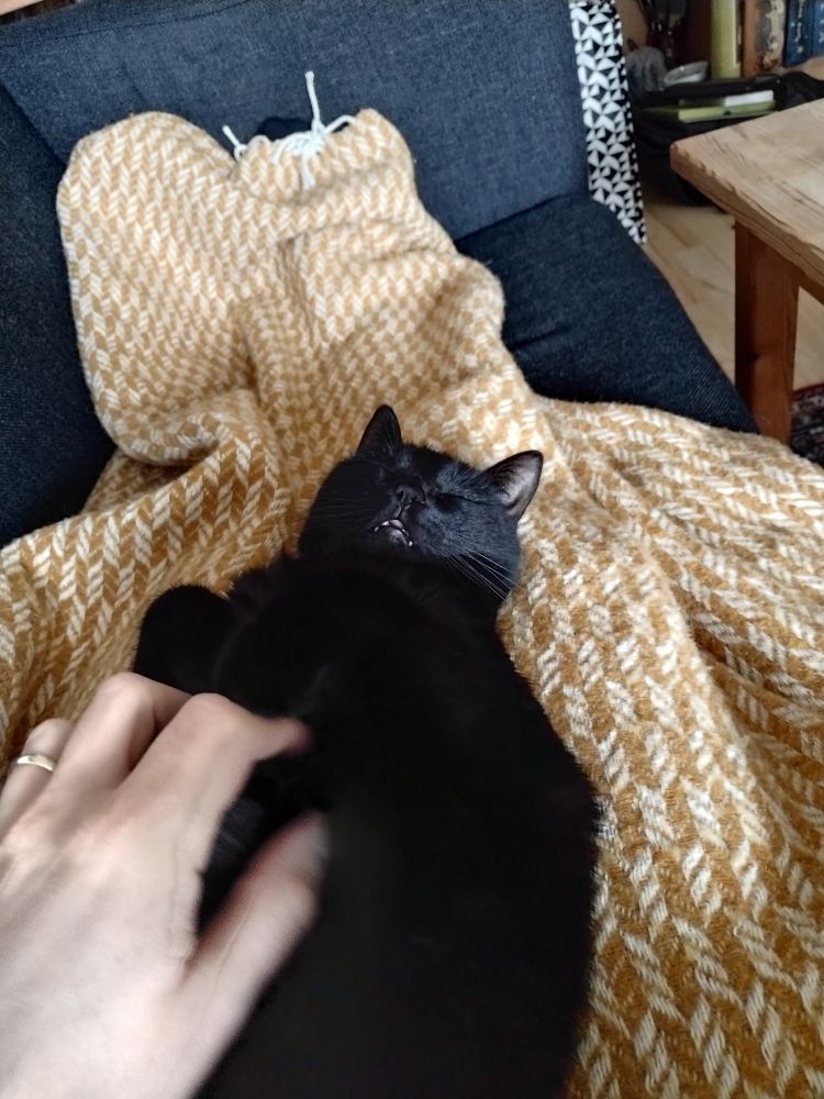 Black cat on a blanket, having her belly rubbed. She loves it!