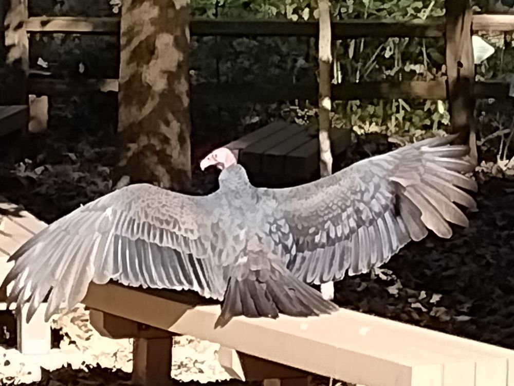 Photo of a red headed vulture stretching its wings while sitting on a bench. 