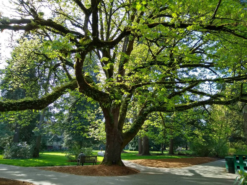 Big, many branched leafy tree
