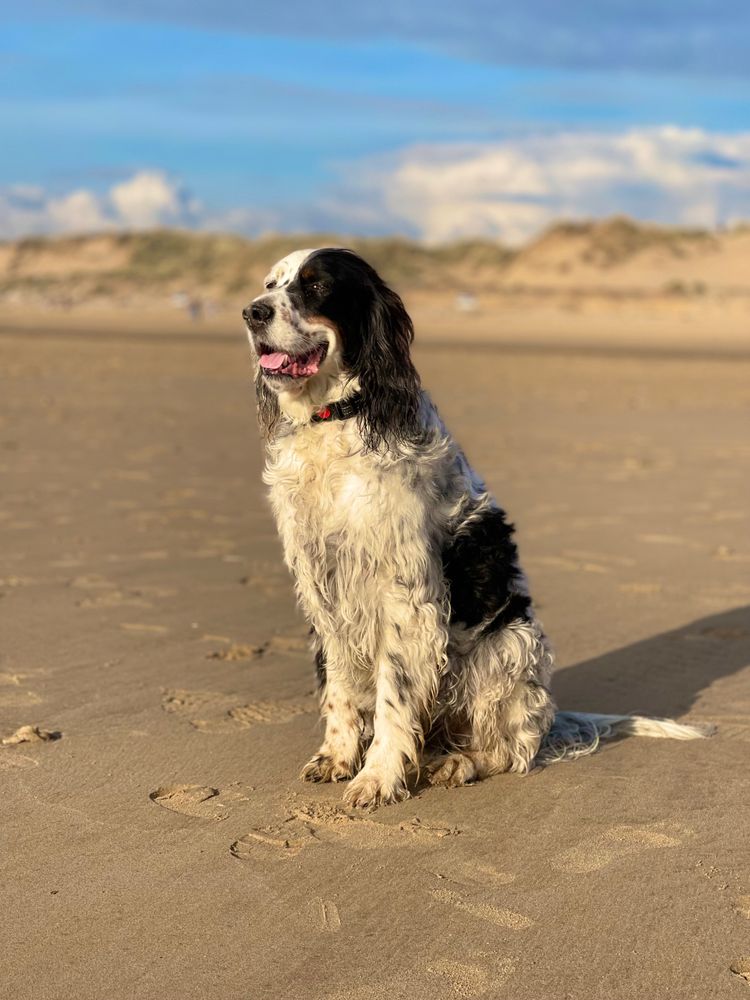 English Setter on the beach 