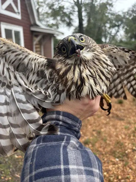 First-person photograph of someone holding a hawk in one hand. The hawk is flabbergasted.