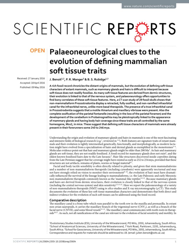 (PDF) Palaeoneurological clues to the evolution of defining mammalian soft tissue traits