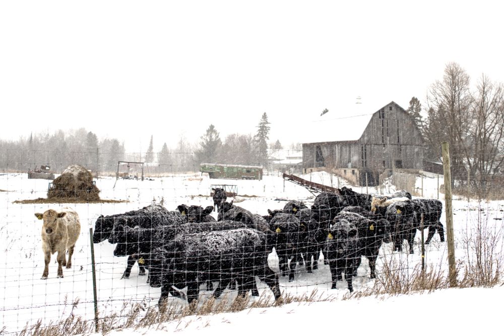 A herd of black cattle stands in a snow-covered field surrounded by a wire fence in Michigan. One lighter-colored cow is positioned near the fence, separate from the group. A weathered wooden barn is visible in the background, alongside a green trailer and a hay bale. Snow is falling, and the sky is overcast.