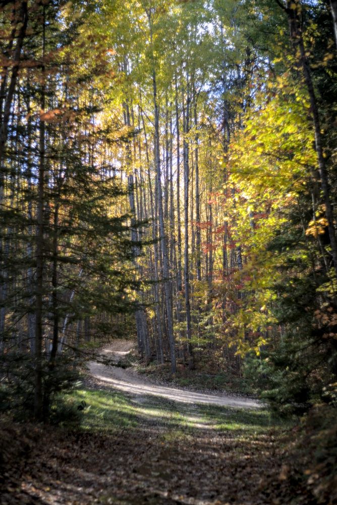 A gently curving dirt road leads through a stand of tall, slender trees glowing with bright yellow autumn leaves. The sunlight softens the scene, giving the foliage a luminous, almost painterly quality. Evergreen branches frame the view, guiding the eye deeper into the woods.

Camera & Processing Details:
Photos taken with a Sony a7RII using a Pentax Super‑Takumar 55mm F1.8 lens. Images were processed in Darktable.