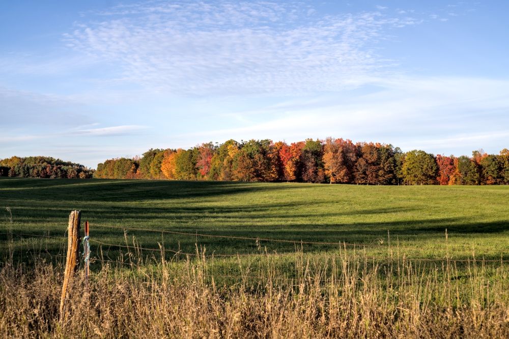 A wide grassy field stretches toward a vibrant treeline of peak fall color—deep reds, bright oranges, and glowing yellows under a clear, softly clouded sky. Long, late‑day shadows sweep across the field, emphasizing the warm seasonal tones. Weathered fence posts and tall grasses frame the foreground.

Camera & Processing Details:
Photos taken with a Sony a7RII using a Pentax Super‑Takumar 55mm F1.8 lens. Images were processed in Darktable.