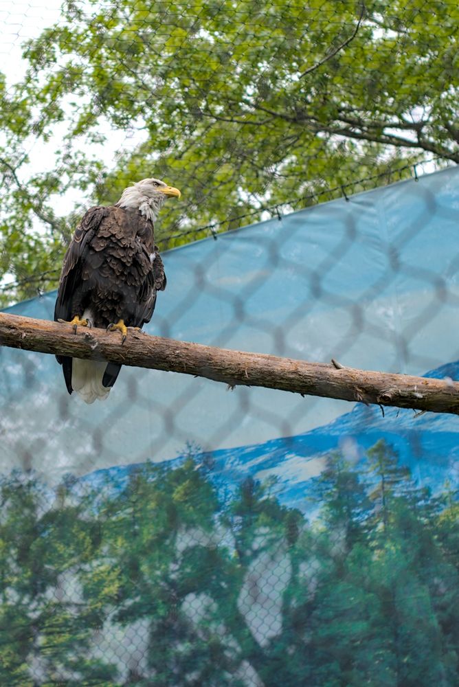 A bald eagle with a powerful presence perches on a thick wooden branch inside an aviary. Behind it is a scenic mural of mountains and evergreen trees, visible through the crisscrossed mesh of the enclosure. The tilt effect creates a soft blur at the edges, bringing sharp detail to the bird’s feathers and stern gaze.

Captured with: TT Artisan Tilt 50mm F1.4 lens on a Sony a7RII camera. Post-processed in Darktable.