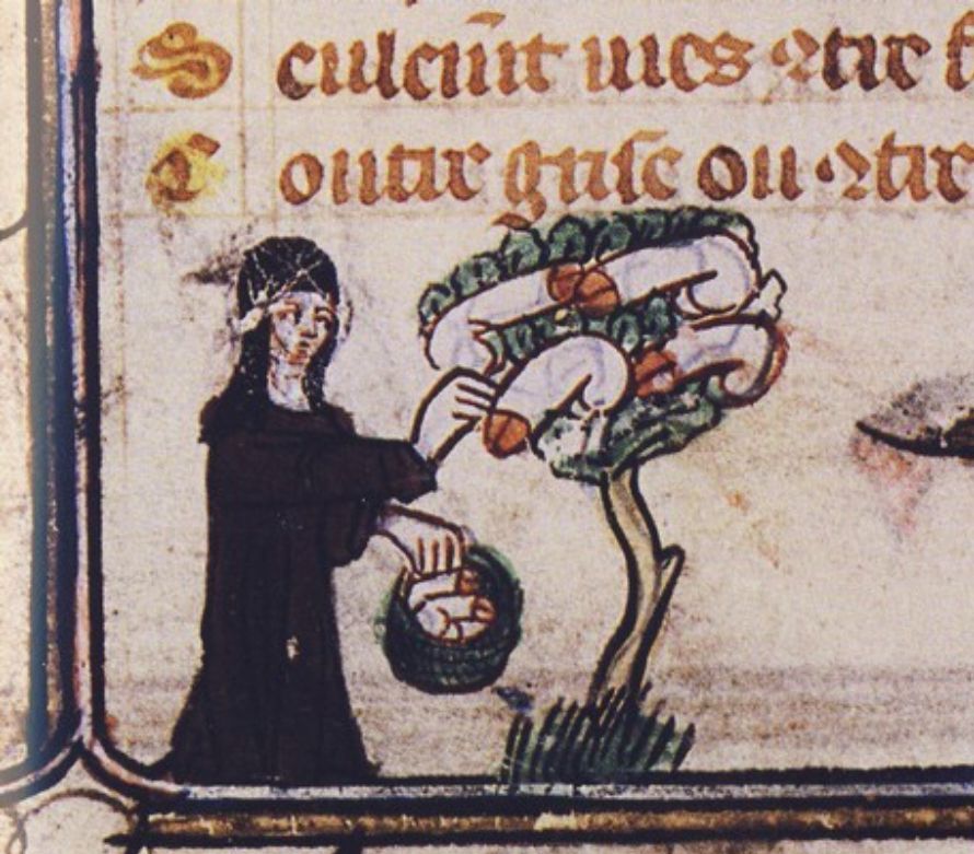 Medieval illustration of a nun plucking wiener fruit from a wiener tree. As you do.