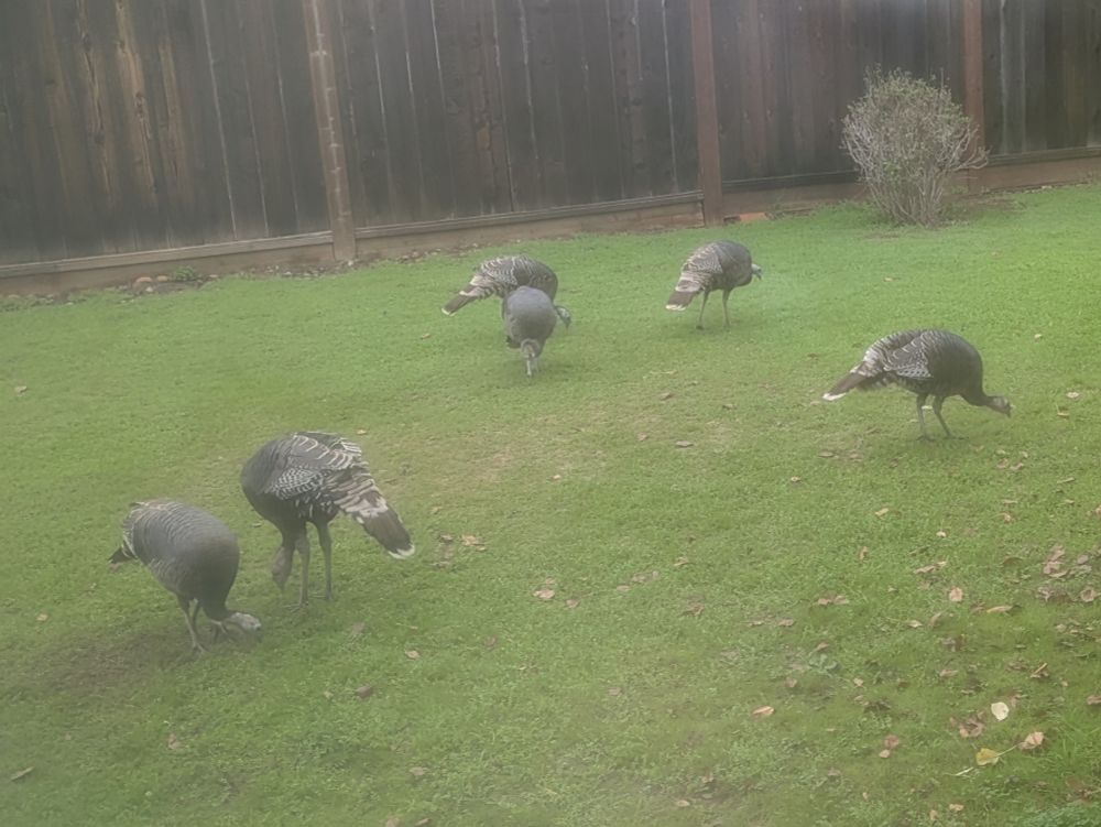 Six wild turkeys on the lawn outside the window