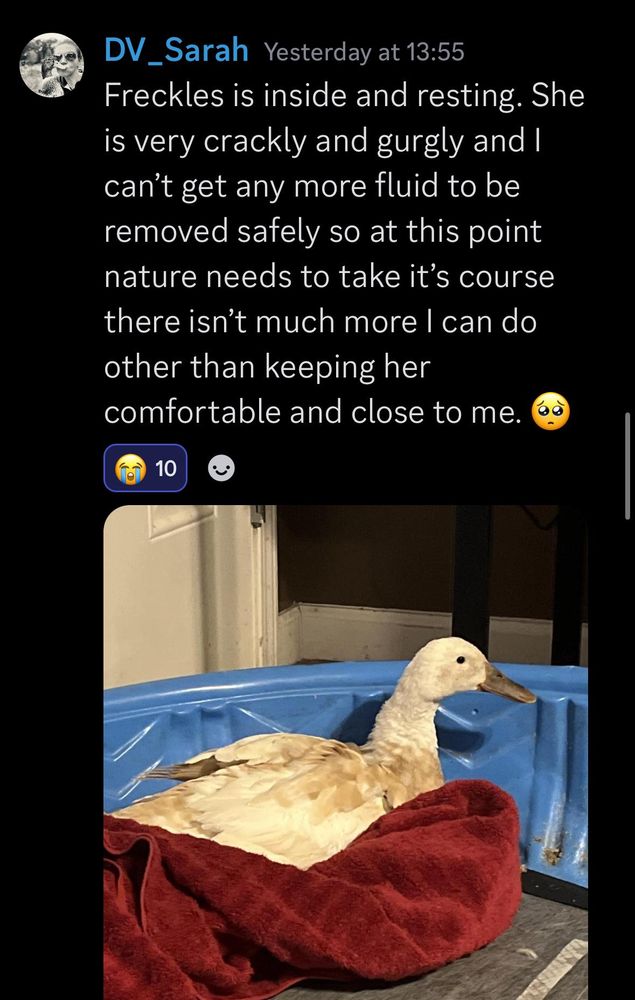 discord message from DV_sarah, yesterday afternoon. 
text: Freckles is inside and resting. She is very crackly and gurgly and I can't get any more fluid to be removed safely so at this point nature needs to take it's course there isn't much more I can do other than keeping her comfortable and close to me. 🥺

attached is a picture of freckles, scruffy looking fawn and white runner duck in a blue kiddy pool, sitting in a red towel. 10 😭 reactions to the message 