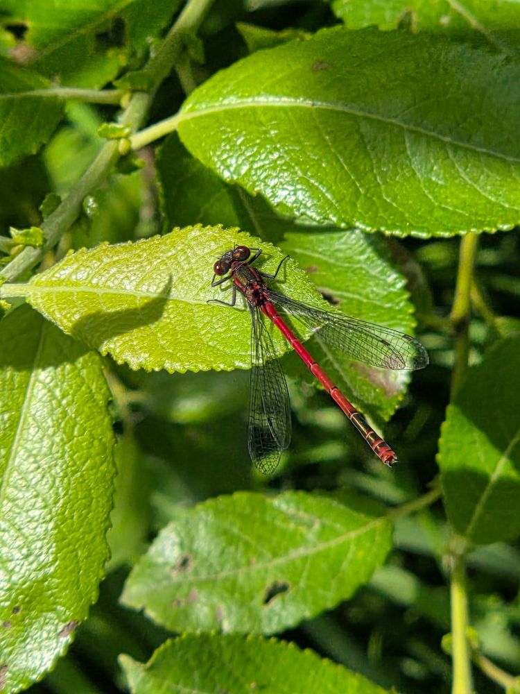A red dragonfly on a green leaf.