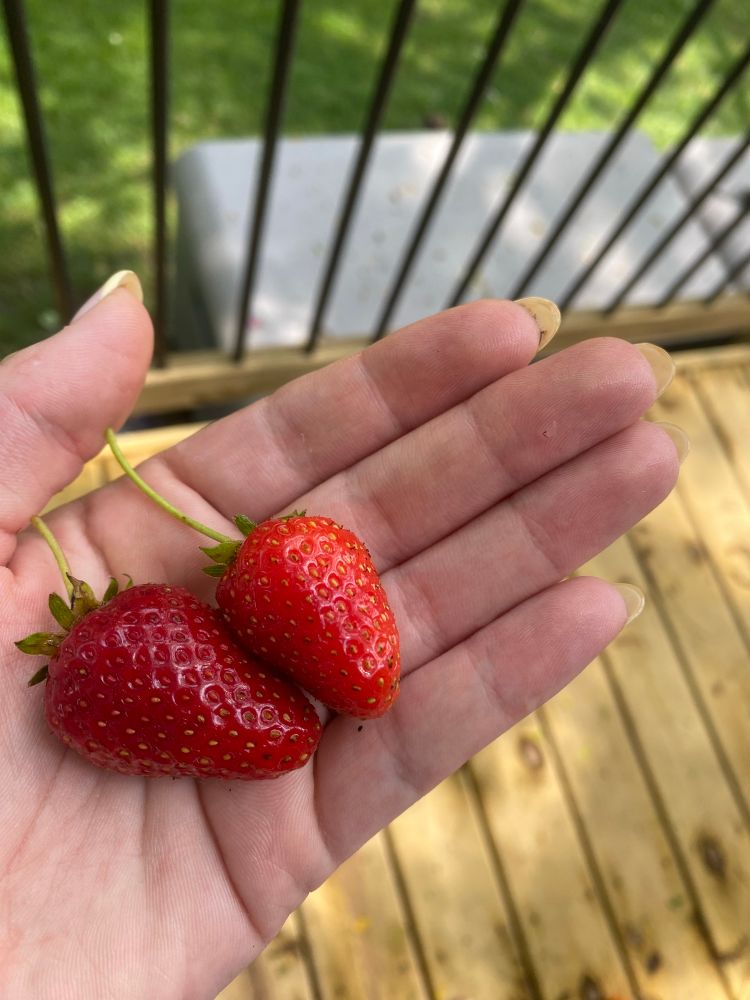 2 bright red strawberries in my hand 