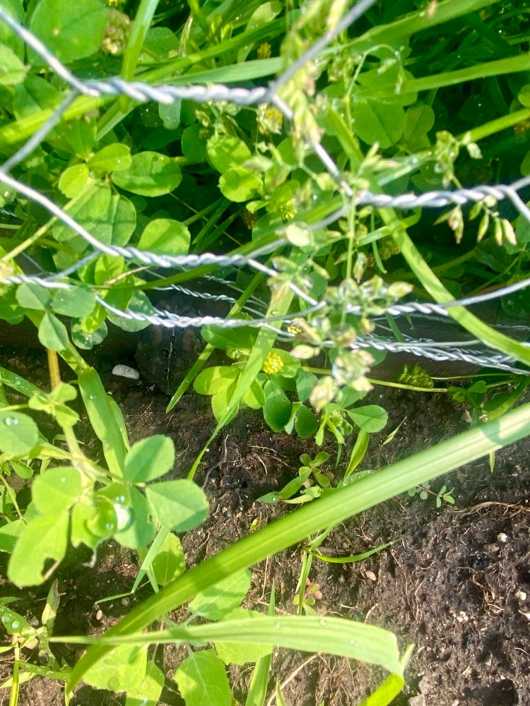 A very dark toad hiding in my garden 