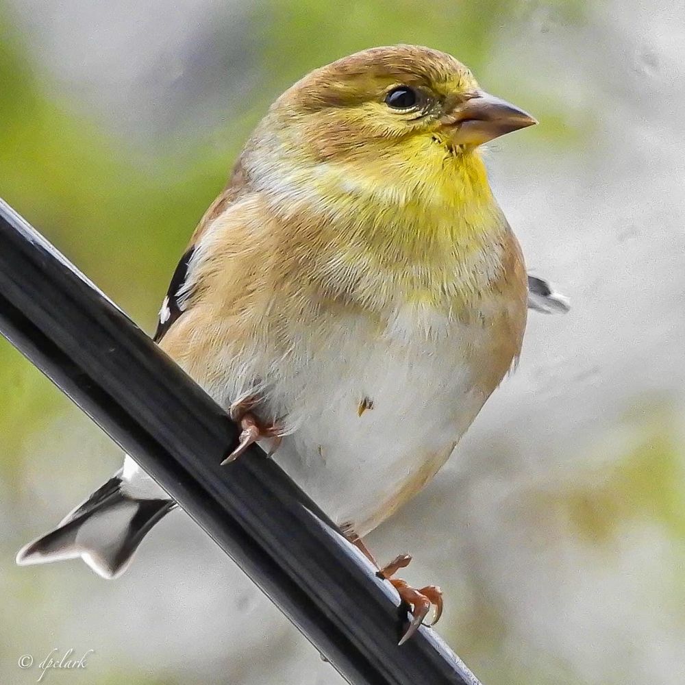 Photo of Goldfinch 