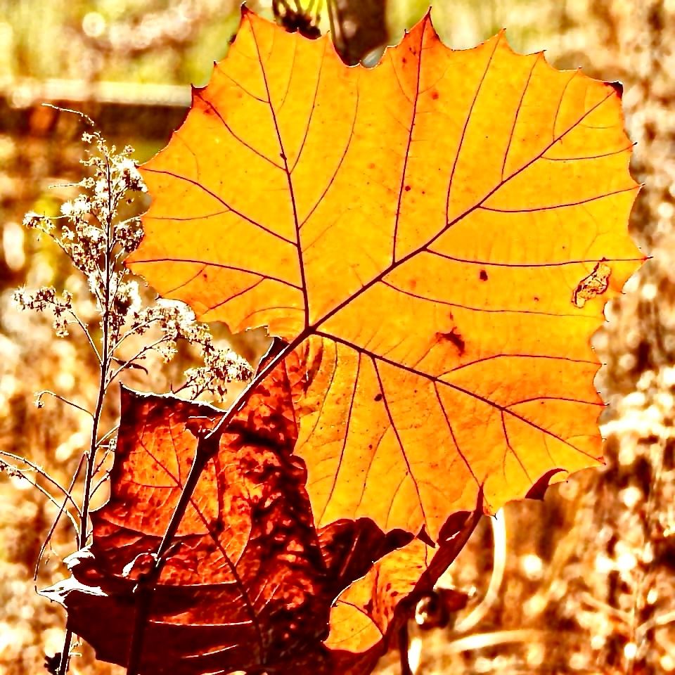 Bright orange fallen leaf