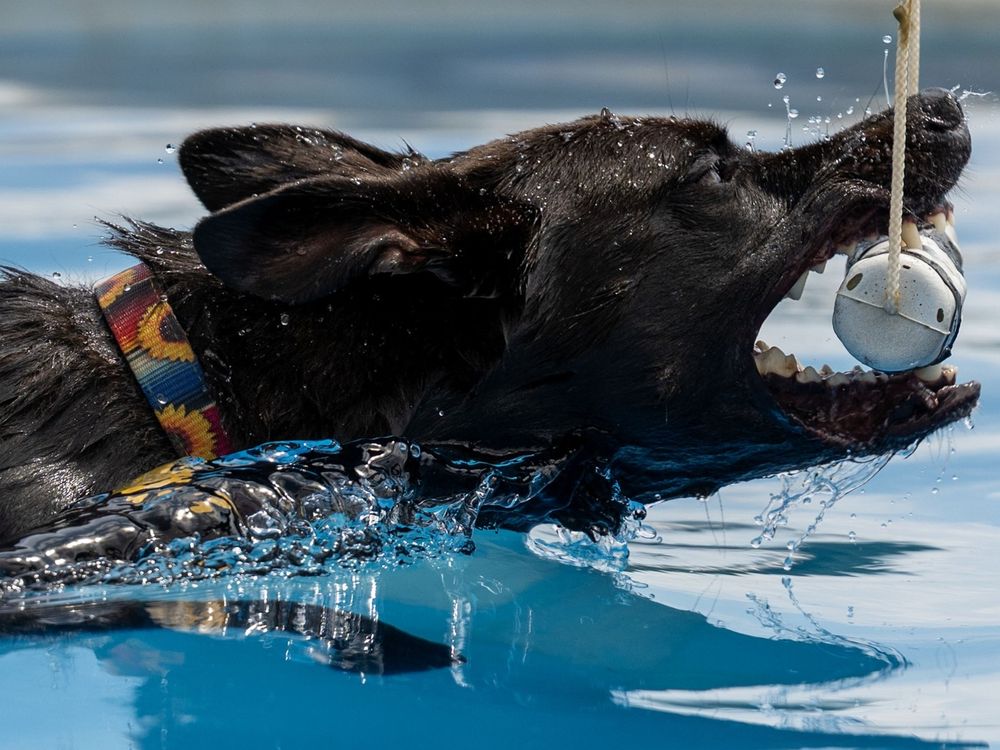 A photograph of the head of a black German shephard-type dog swimming through the water to grab a suspended foam retrieving toy. He is wearing a collar with banded red and blue blanket motif overlayed with sunflowers, and the colors from his collar reflect in a surging wave of water that rolls off his shoulder. The water under his chin is smooth and unripped and reflects the strings of droplets streaming off his chin. One canine is sunk into the foam of the toy as he grabs it.
