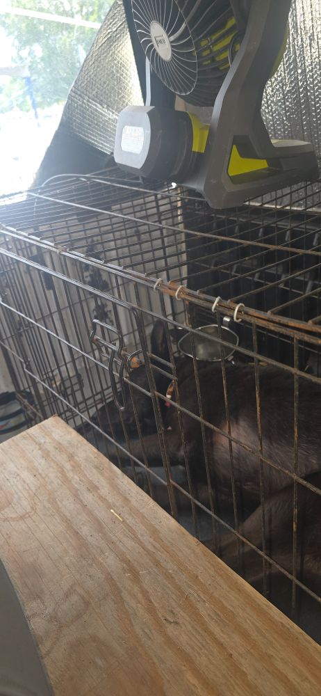 A dog sleeping in a crate inside a truck camper cap