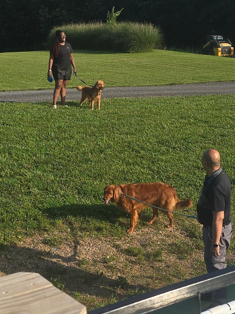 Two people with golden retrievers on leashes