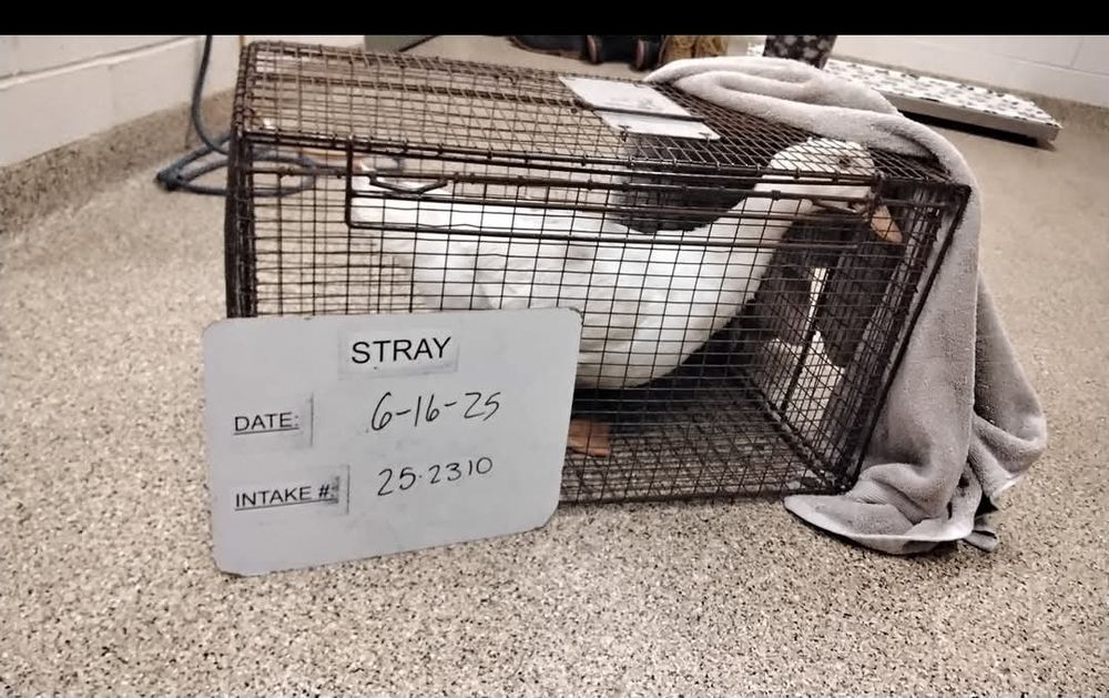A white duck is inside a small animal-control cage in an institutional-looking room with linoleum flooring, with a sign that reads "Stray, Date 6-16-25" with an intake number