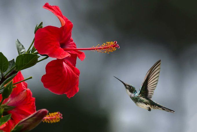 Image of a hummingbird