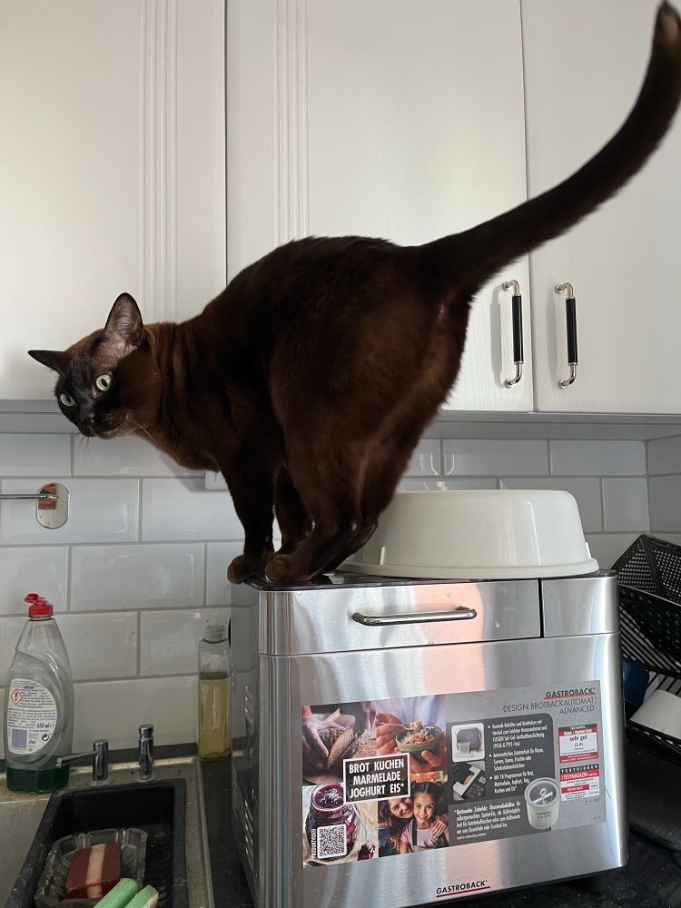 Zevran, a brown Burmese cat, is standing on top of the bread machine, the microwave plate protector next to him, covering the buttons part. Zevran is partly facing away, his butt and tail jauntily in the air.