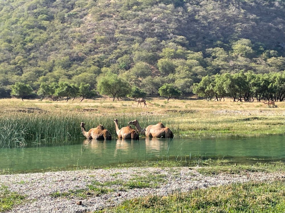 Dromadaires broutant dans le lit d’un oued
