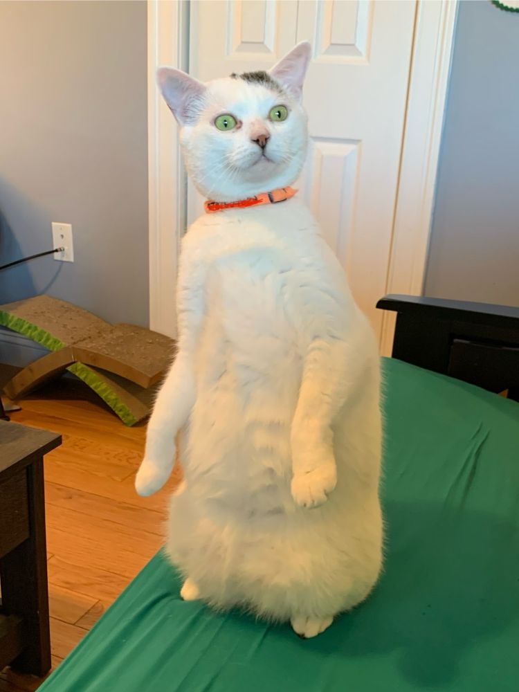 White cat standing on his hind legs looking shocked