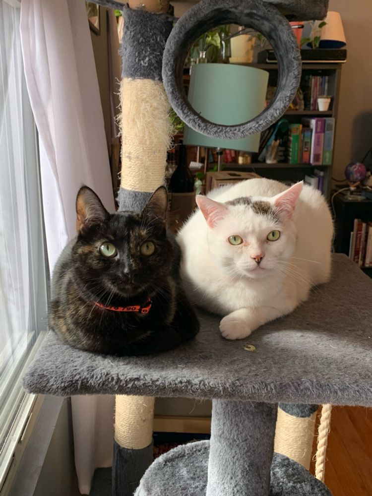 White cat and black cat hanging out on a cat tree