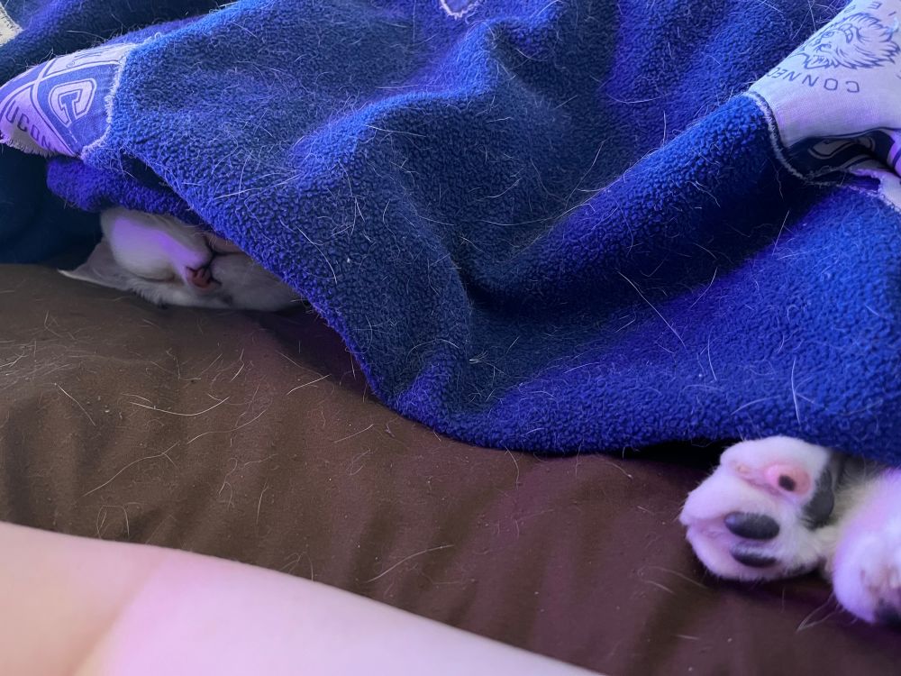 Cat under a blanket with sleepy little face partially showing and one foot with pink and black toe beans sticking out 