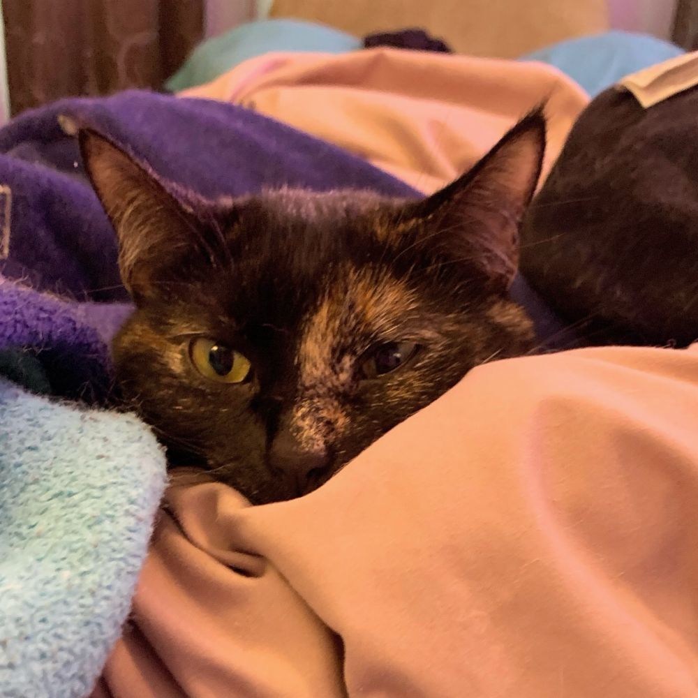 Tortoiseshell black cat in a pile of blankets