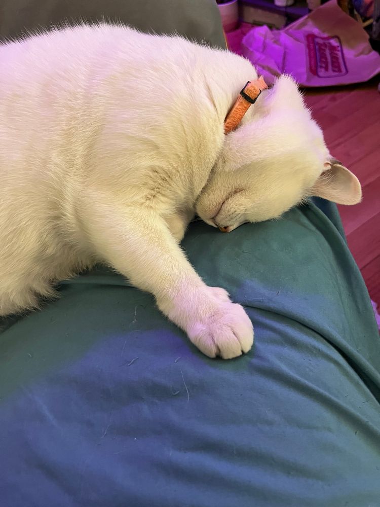White cat, face/forehead down on a blue couch