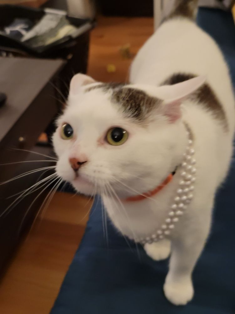 Silly white cat wearing a string of fake pearls