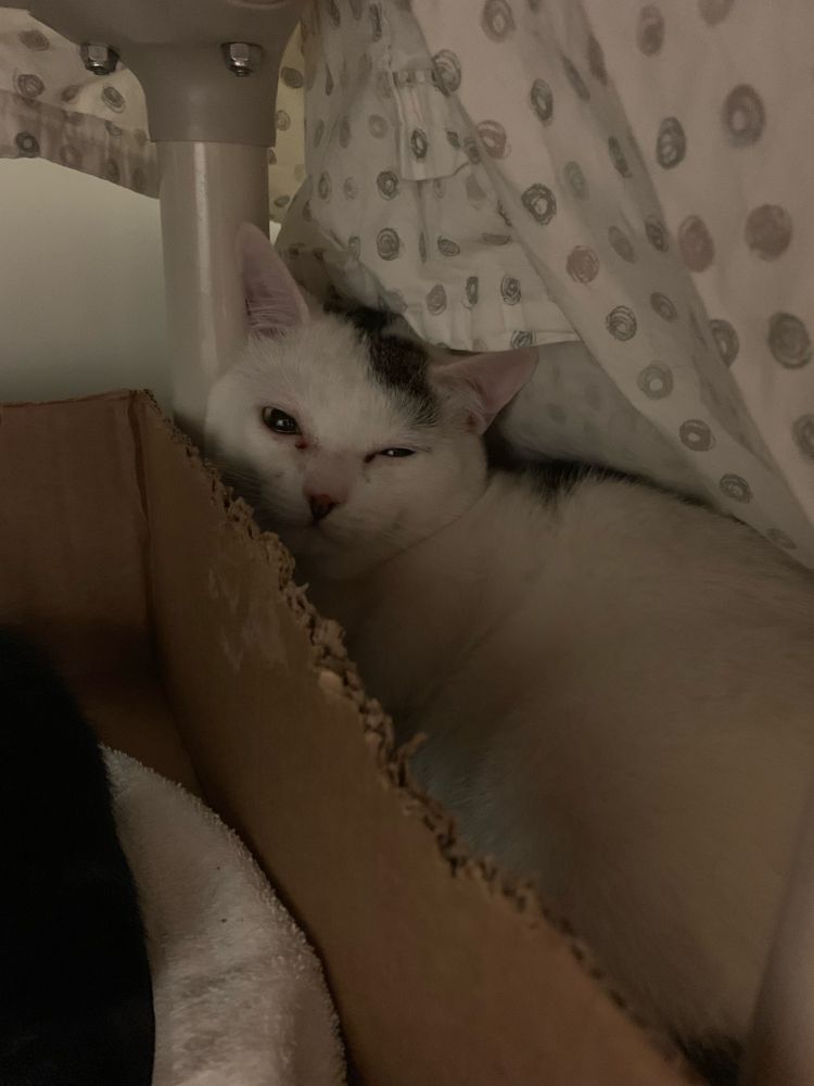 A white cat in a shelter cage, trying to cram himself in the far back corner of the cage, looking scared