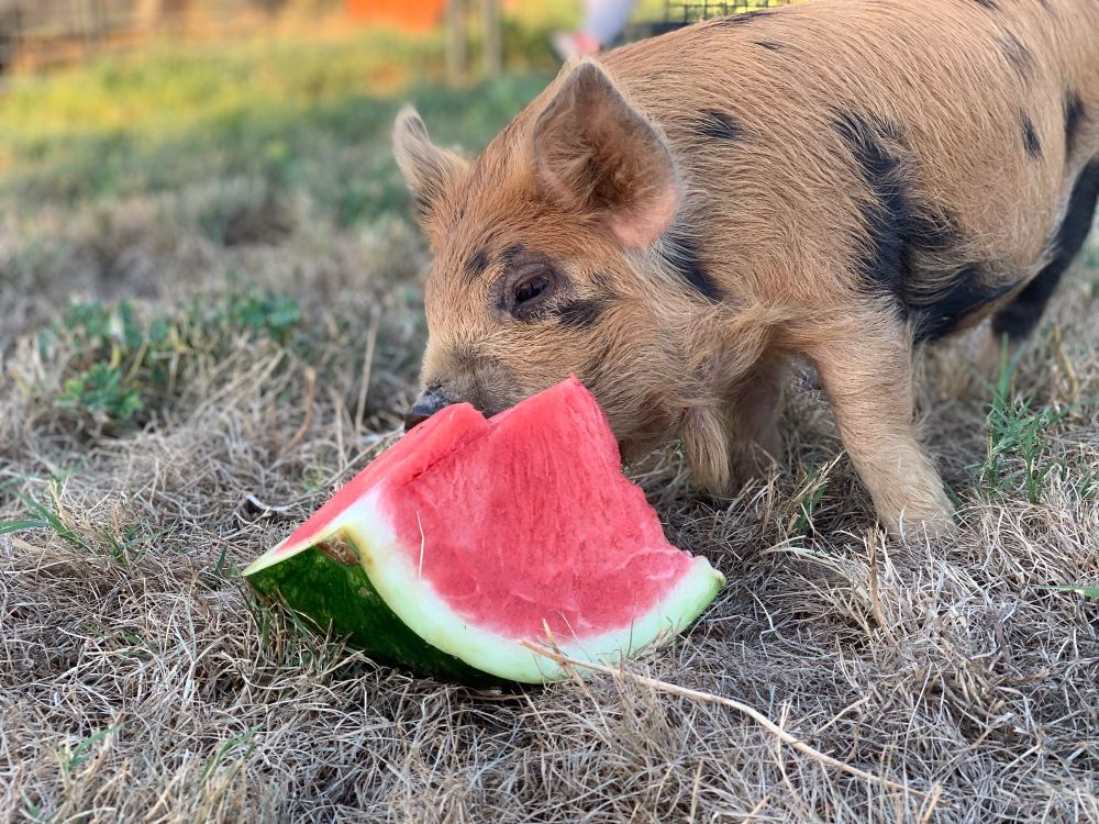My ginger kunekune, Cheddar eating watermelon. 