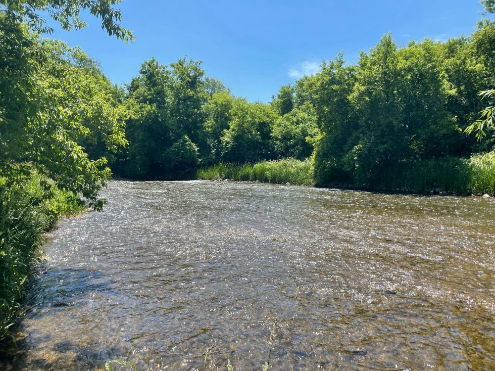 Creek on a sunny day