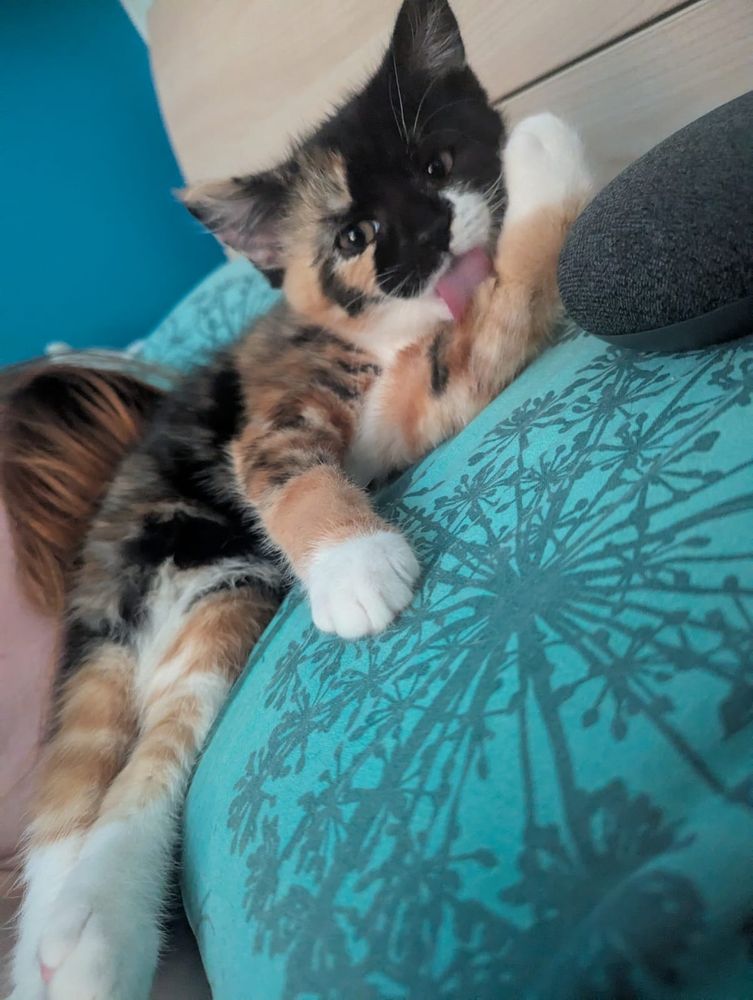 A small calico kitten lounges on a blue-green pillow next to someone's sleeping head. The kitten is in a classic "draw me like one of your French girls" pose, and is languidly licking her own armpit to show maximum insouciance. She lies next to a Google Nest mini, for scale.