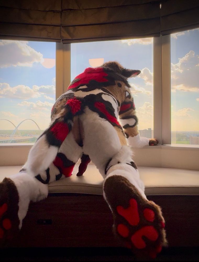 Rodeo (an African wild dog murrsuit) on all fours with his rear SPH open and a knotted sheath hanging down below him. Feetpaws are also prominently displayed 