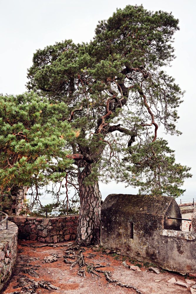 die über 300 Jahre alte Waldkiefer (Pinus sylvestris), die auf der Burgmauer des Schlosses Aucherbach wächst. Sie steht auf einem Gang zum Nordturm, den sie mit ihrem Stamm fast versperrt.