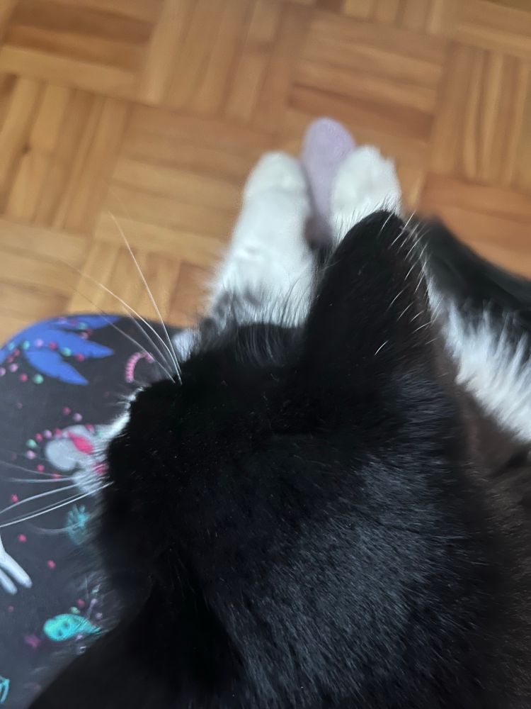 Black and white cat sitting on a lap with stretched out legs holding the fuzzy purple sock on the less fuzzy foot. 