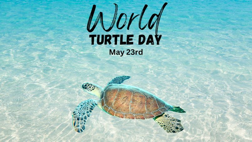 Celebrate World Turtle Day on May 23rd with this serene image of a sea turtle swimming through crystal-clear water, promoting marine wildlife awareness.
