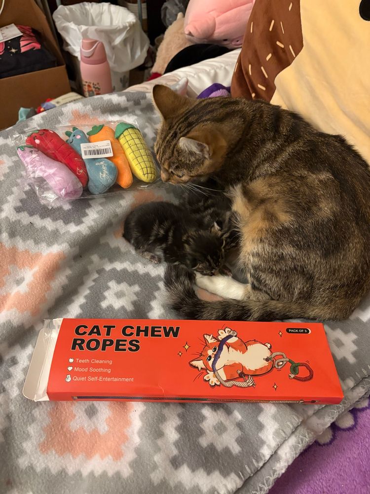 Mama socks and the shoes sniffing their new produce toys 