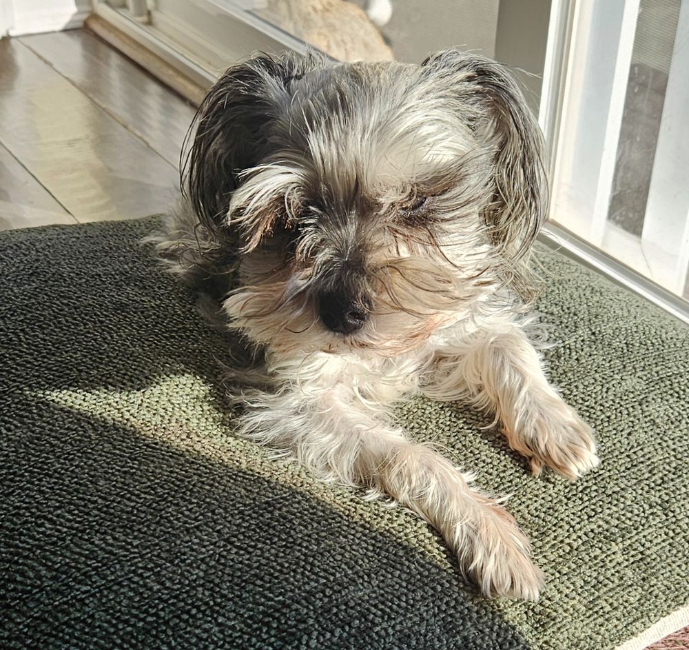 A silver mini schnauzer, very scruffy, enjoying sunshine while laying on a green pillow from the second-best couch in the house.