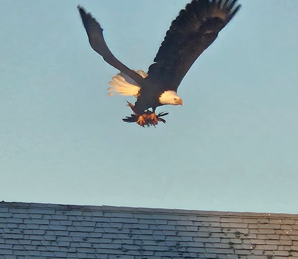 Adult bald eagle flying toward the camera after decamping from my neighbor's roof. It has a snack (of a birb variety) in its talons.