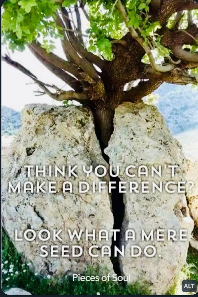 A small tree breaking from a rock with a visible crack line, where rock has at some point succumbed to the power of the seed growing inside. 