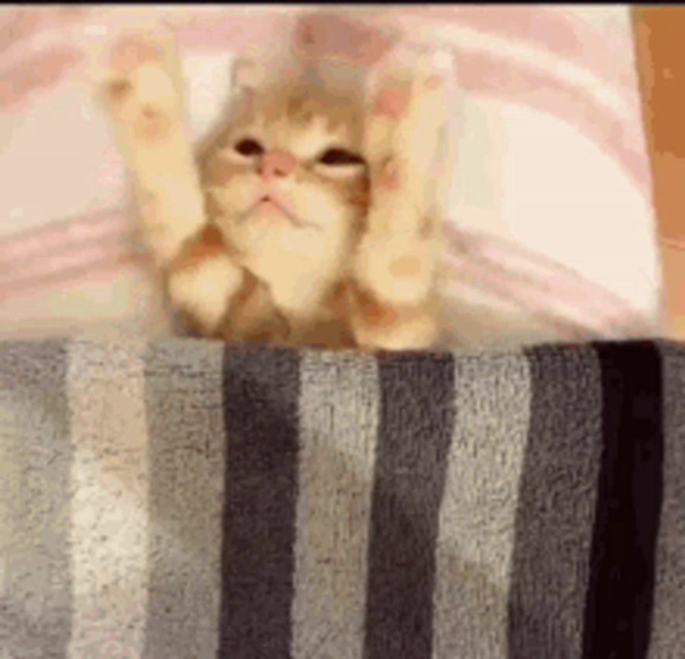 a cat is laying on a bed with its paws up and a striped blanket .